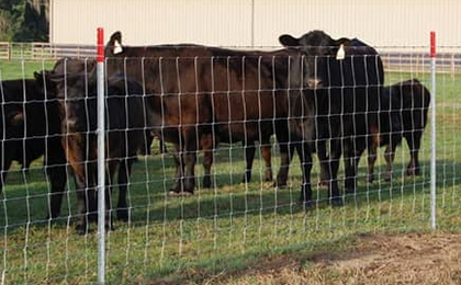 Field Fence